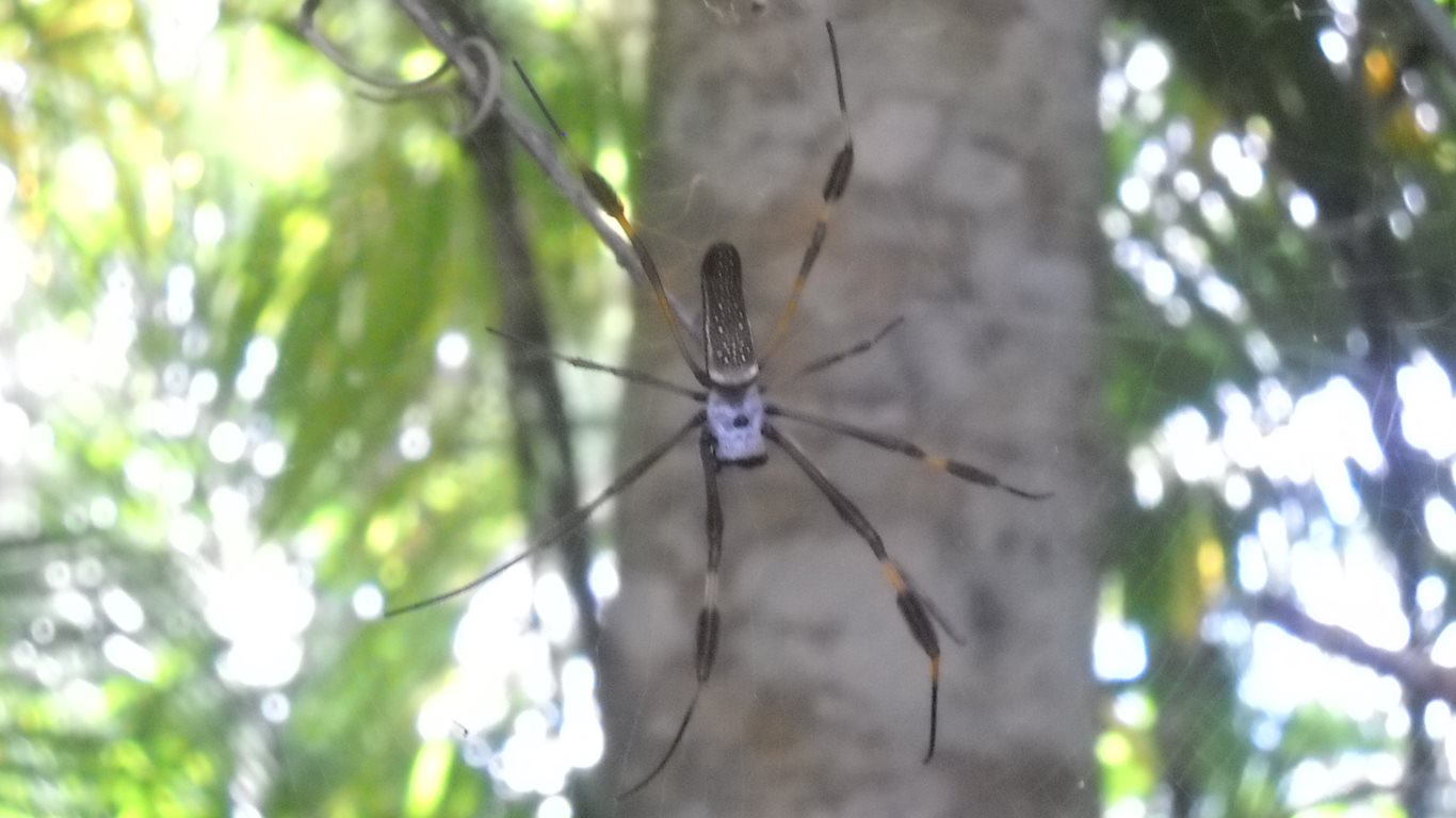 Golden-O spider